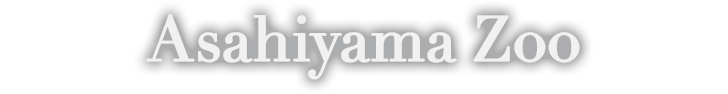 Asahiyama Zoo