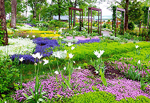 Garden of the Daisetsu forest